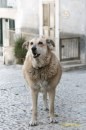 La storia di Italo, il cane mascotte di Scicli, diventa un film