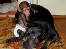 La storia del mastino che adotta cucciolo di scimpanzè