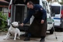 Nox il dogo argentino