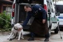 Nox il dogo argentino