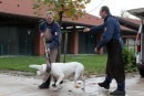 Nox il dogo argentino