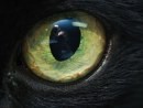 occhi di gatto 2