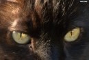 occhi di gatto 6
