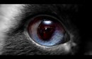 occhi di gatto 7