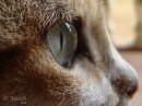 occhi di gatto 8