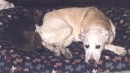 Oscar il cane disabile che amava la vita