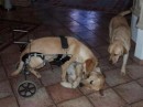 Oscar il cane disabile che amava la vita