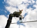 Ritratti di animali con cielo e nuvole