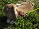 I conigli più belli del Rabbit Day 2012 a Milano