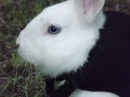 I conigli più belli del Rabbit Day 2012 a Milano