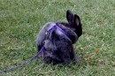 Rabbit day a Milano: le foto