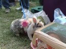 Rabbit day a Milano: le foto