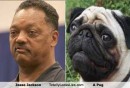somiglianze cani uomini