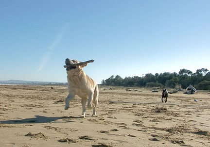 A Trieste La Nuova Spiaggia Fido Lido Dedicata Ai Cani