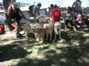 Trasimeno dog show 2012