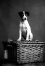 Una storia dei cani in fotografia