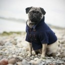 Trench, cappotti e stile sartoriale per cani